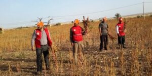 تراجع حاد في محصول الحبوب في المغرب.. لا حلول في الأفق