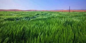 النعامة.. حوالي 80 ألف هكتار ضمن الرواق الأخضر للزراعات الإستراتيجية