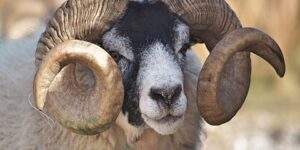 مشروعية الأضحية.. أفضل الأضاحي