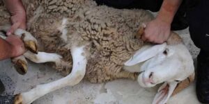 وزارة الصحة تعلن عن تنظيم حملة تحسيسية للوقاية من الكيس المائي