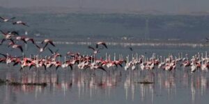 المديرية العامة للغابات تحيي اليوم العالمي للمناطق الرطبة الأحد القادم من ولاية بشار