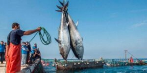 برسم موسم 2024.. بومرداس تستفيد من رخصة صيد 63 طنا من التونة