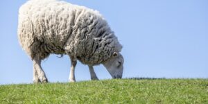 المفيد في أضحية العيد