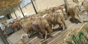 الجزائرية للحوم الحمراء تعلن عن مواقع جديدة لبيع أضاحي العيد