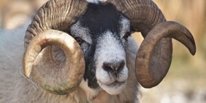 أحكام الأضحية.. اختيار الشاة الحسنة الكاملة