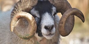 أحكام الأضحية.. وقت ذبح الأضحية