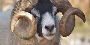 أحكام الأضحية.. الأضحية مقطوعة الذنب