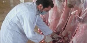 وهران.. تجنيد أكثر من 40 بيطريا بمناسبة عيد الأضحى