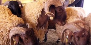 خبراء يطالبون بإحصاء ودعم مربي سلالة الدغمة