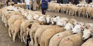 عين الدفلى.. افتتاح 31 نقطة لبيع المواشي بمناسبة عيد الأضحى