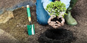 نحو غرس 400 ألف هكتار من الأشجار في آفاق 2026 عبر 13 ولاية سهبية