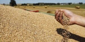 المدية.. الانتهاء من إجراءات مشروع انجاز 12 مركزا لتخزين الحبوب