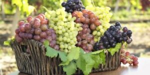 العنب.. فوائد ومحاذير