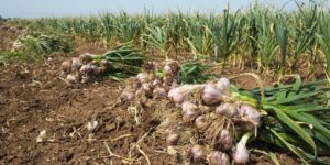 ميلـة: نحو تخزين كمية معتبرة من مادة الثوم