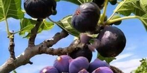 الفاو : الجزائر الثالثة عالميا في انتاج التين