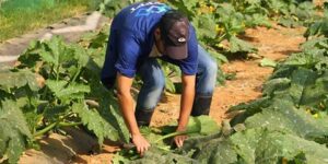 جانت.. الإستثمار في الفلاحة يستقطب الشباب