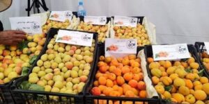 باتنة.. رهان على سد بوزينة لضمان وفرة وجودة منتوج المشمش