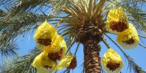 ورقلة.. توقع إنتاج أزيد من 727 ألف قنطار من التمور