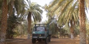 تيميمون.. آفة البوفروة تهدد حقول النخيل