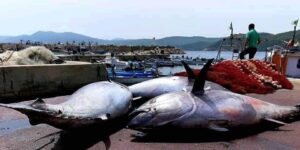 الجزائر تشارك في عملية التفتيش الدولي المشتركة للتونة الحمراء بالبحر المتوسط