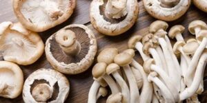 يمكن أن تستخدم في تطوير الأدوية.. مركبات كيماوية طبيعية في الفطر قد  تكافح السرطان