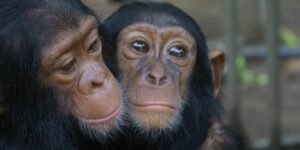 العلم والإيمان.. أُمَمٌ أَمْثَالُكُمْ