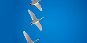 العلم والإيمان.. أَوَلَمْ يَرَوْا إِلَى الطَّيْرِ فَوْقَهُمْ صَافَّاتٍ