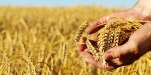 العلم والإيمان.. فَلْيَنظُرِ الْإِنسَانُ إِلَى طَعَامِهِ