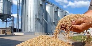 معسكر : ثمانية مراكز جوارية لتخزين الحبوب قريبا