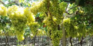 يتجاوز 4.6 مليون قنطار.. إنتاج وفير للعنب ببومرداس