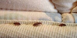 تقنية جديدة لمكافحة بق الفراش بشكل آمن.. طفيليات تميل للبقاء والعيش على مقربة 3 أمتار من الإنسان