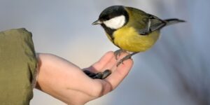 وَمَا مِنْ دَابَّةٍ فِي الْأَرْضِ إِلَّا عَلَى اللَّهِ رِزْقُهَا