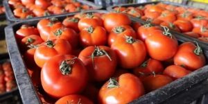 الشلف.. شعبة الطماطم الصناعية تستقطب الفلاحين