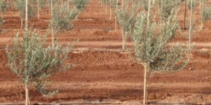 فلاحة: الانتهاء من برنامج غرس مليون شجرة زيتون بنهاية 2024 