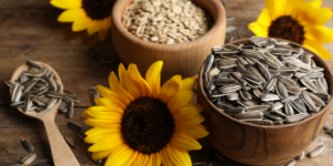 بذور دوار الشمس.. عناصر غذائية لا تخطر على البال