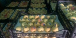 أعوان الرقابة يحجزون 1798 صندوقا من التفاح بسوق الكاليتوس