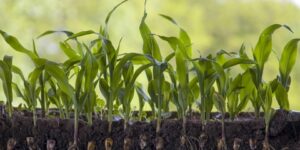 العلم والإيمان.. فَلْيَنظُرِ الإِنسَانُ إِلَى طَعَامِهِ