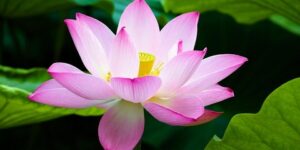 العلم والإيمان.. توازن النبات