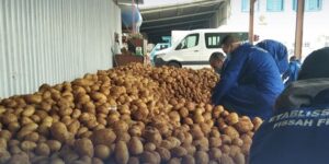 الإعلان عن انطلاق تفريغ مخزون البطاطا لمنع التلاعب بالأسعار وضمان استقرارها