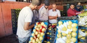 سطيف: تراجع كبير في أسعار التفاح