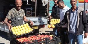 خنشلة.. الشروع في إغراق الأسواق بالتفاح المحلي