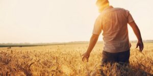 فامشوا في مناكبها