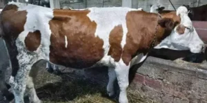 غرداية.. داء الجلد العقدي المعدي يؤرق مربي  الأبقار