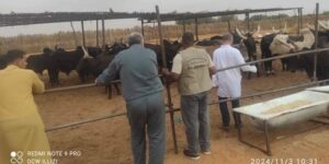 الجزائر تستلم دفعة جديدة من الماشية الحية قادمة من جمهورية النيجر