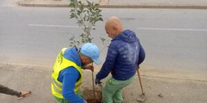 تشجير مداخل المدن و الاحياء السكنية ببئر توتة