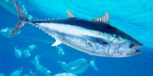 العلم والإيمان.. وَهُوَ الَّذِي سَخَّرَ الْبَحْرَ لِتَأْكُلُوا مِنْهُ لَحْمًا طَرِيًّا