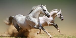 العلم والإيمان.. صُنْعَ اللَّهِ الَّذِي أَتْقَنَ كُلَّ شَيْءٍ