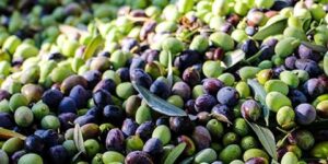 باتنة.. هل ستتحول إلى قطب لإنتاج الزيتون؟