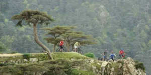 حرائق الغابات في سنة 2024 تسجل أحد أدنى المستويات منذ الإستقلال