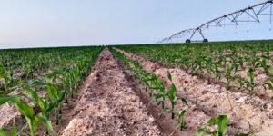 البيض.. زراعة مساحة 170هكتار من الذرة الصفراء